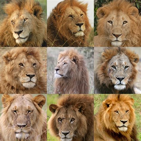 9 Lions Betsson