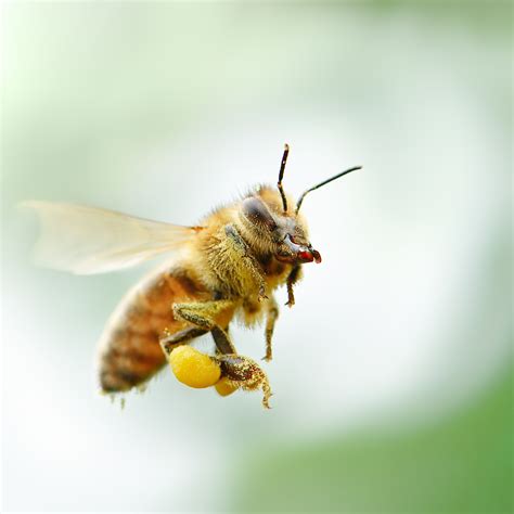 Honey Bees betsul