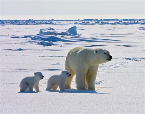 Jogar Arctic Bear com Dinheiro Real