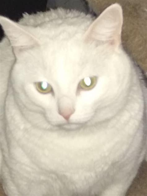 White Nose Cat 1xbet